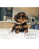 Rolo