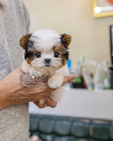 (SOLD)ToTo