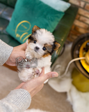 (SOLD)ToTo