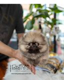 Suki