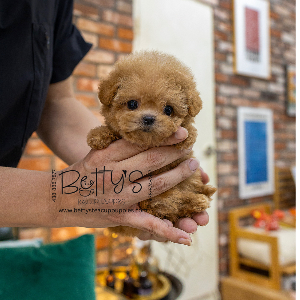 Peanut