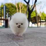 (Pending)Marshmallow