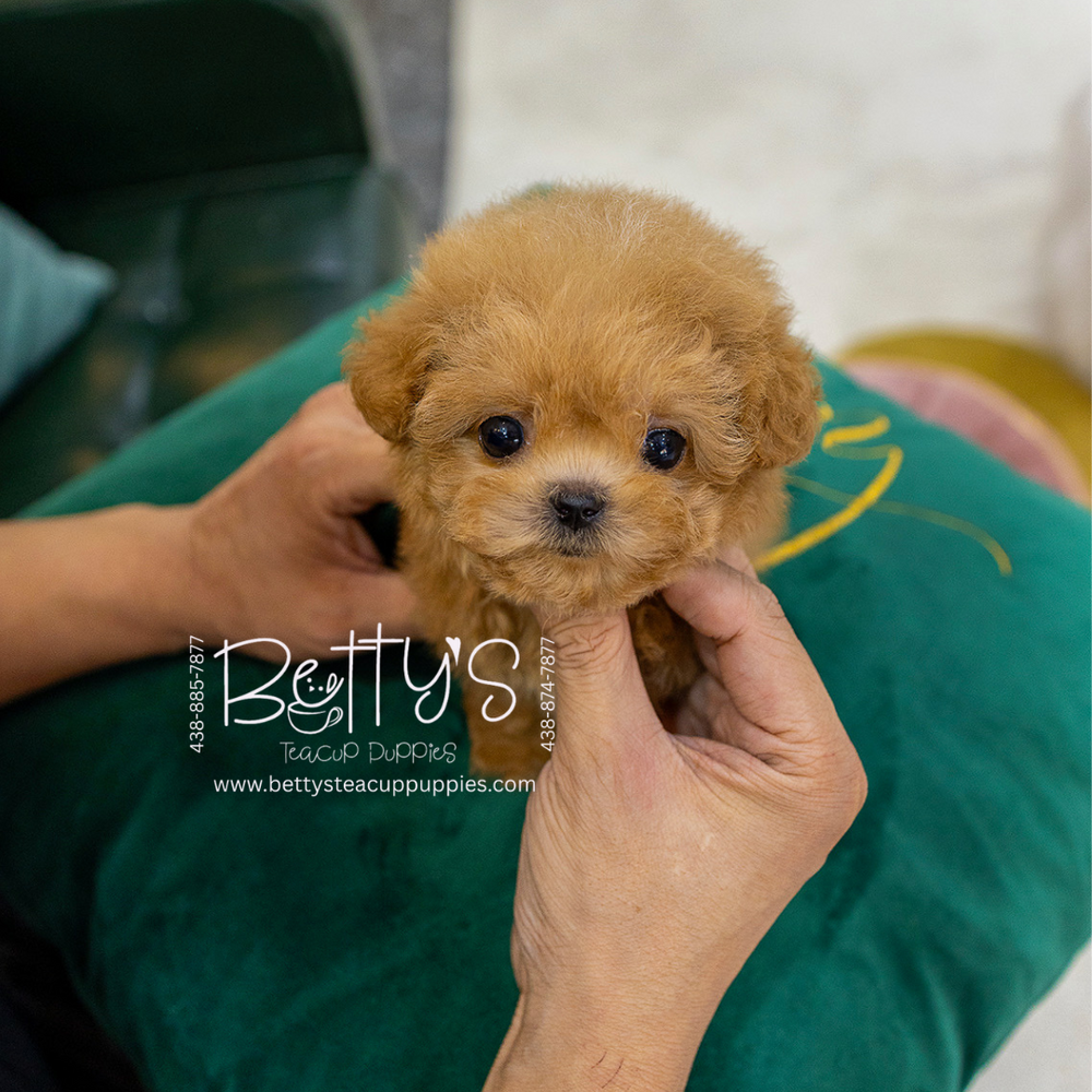Peanut