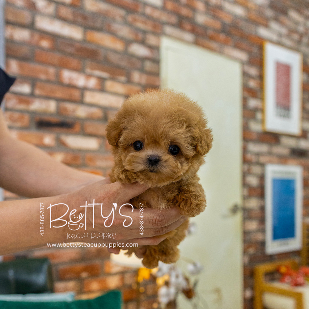 Peanut