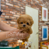 Peanut
