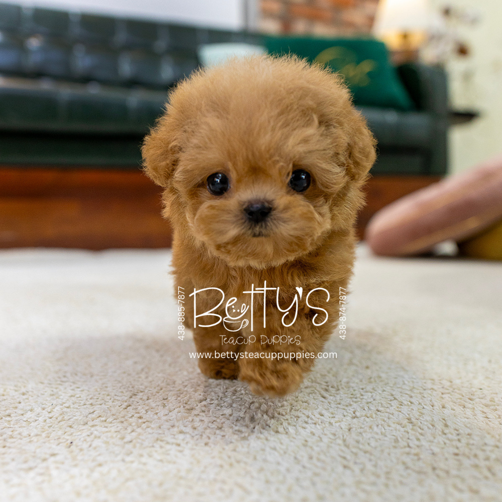 Peanut