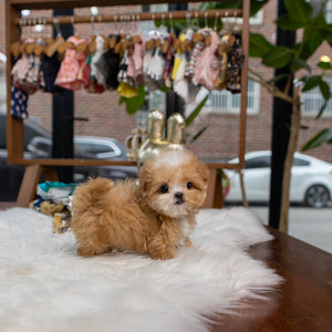 Taffy