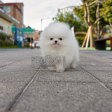 (Pending)Marshmallow