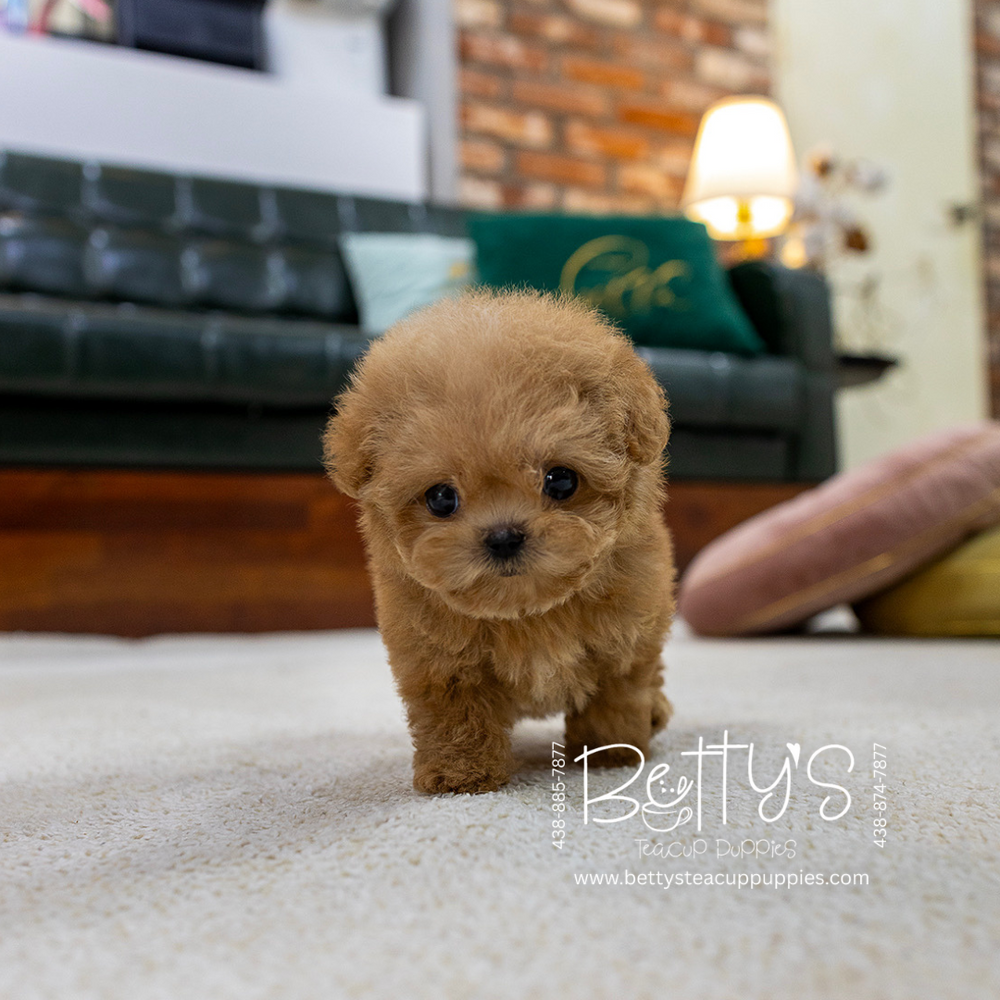 Peanut