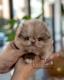 Arbie
