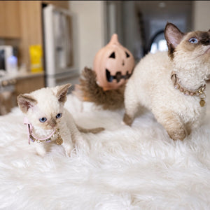 Curly Coated Minskin Kittens