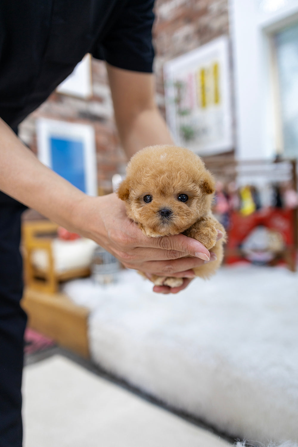 Miso