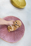 Miso