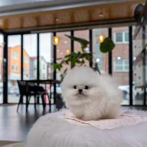 Nilla