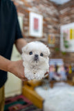 (Sold)Benji