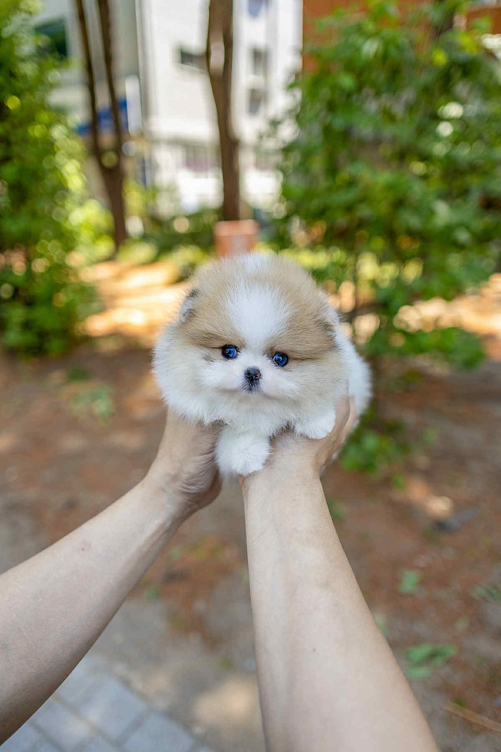 Mochi