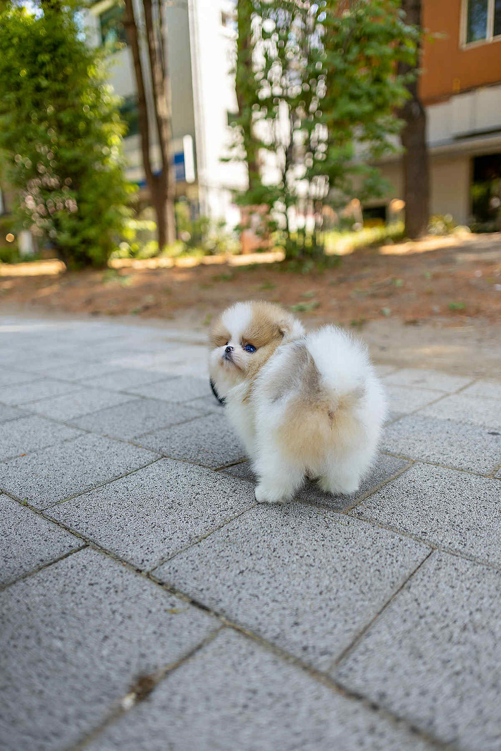 Mochi