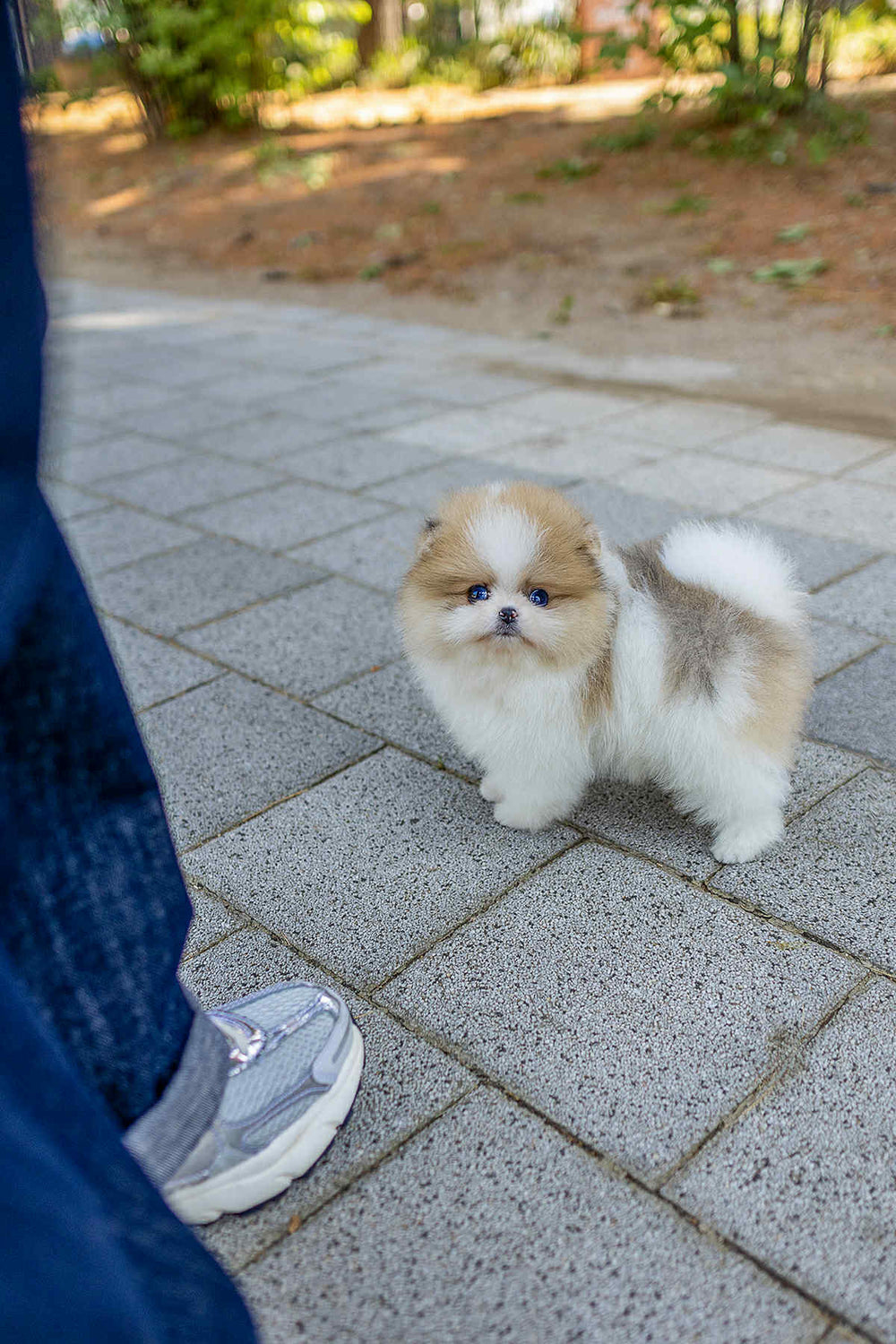 Mochi