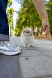 Mochi